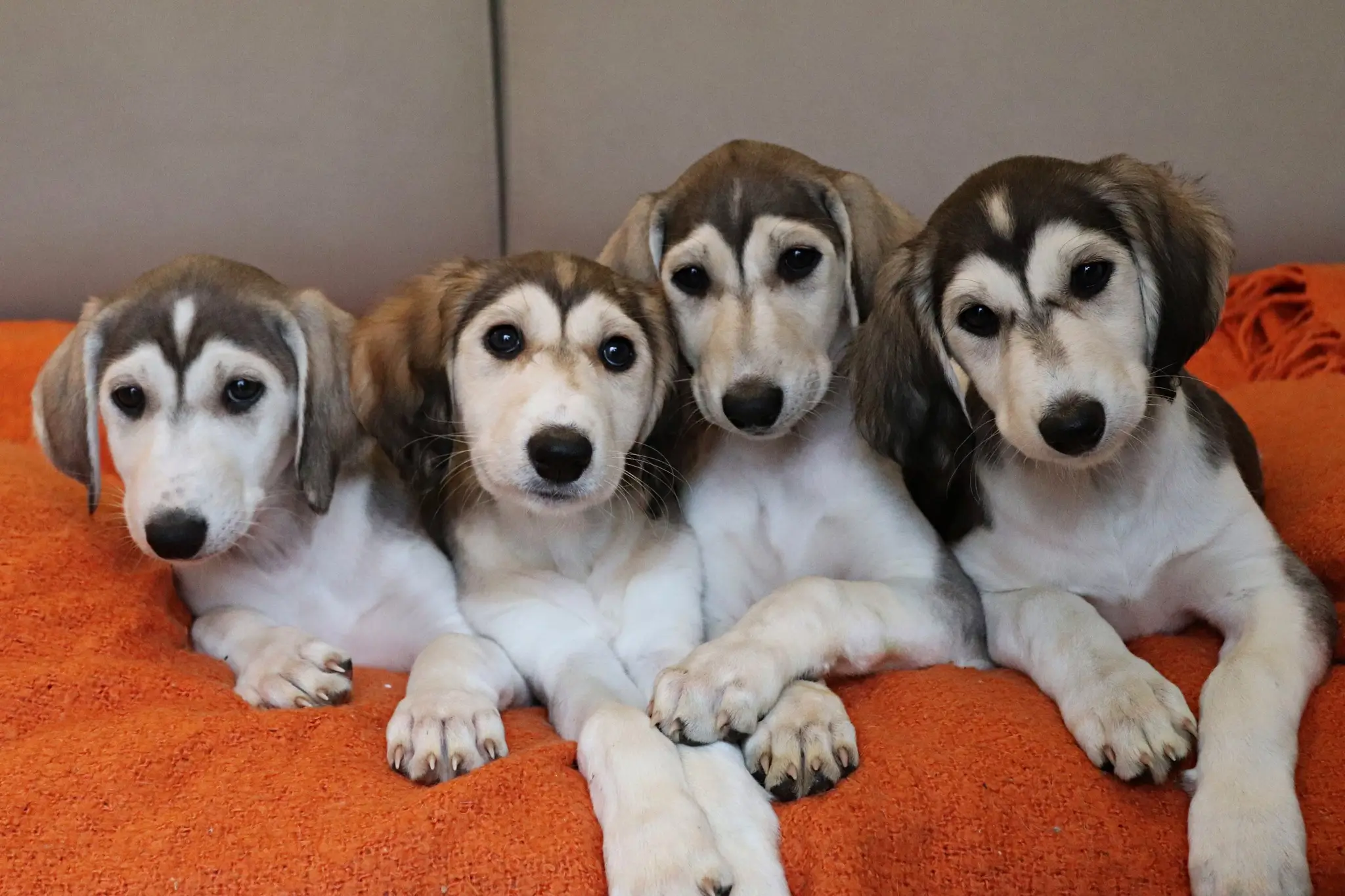 Sirius Canine Fertility FAQ