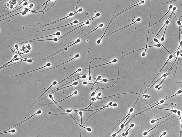 Testicular harvest and canine genetics preservation