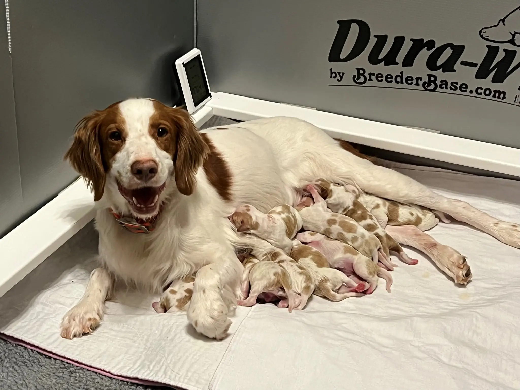 Sirius Canine Fertility team and breeding resources