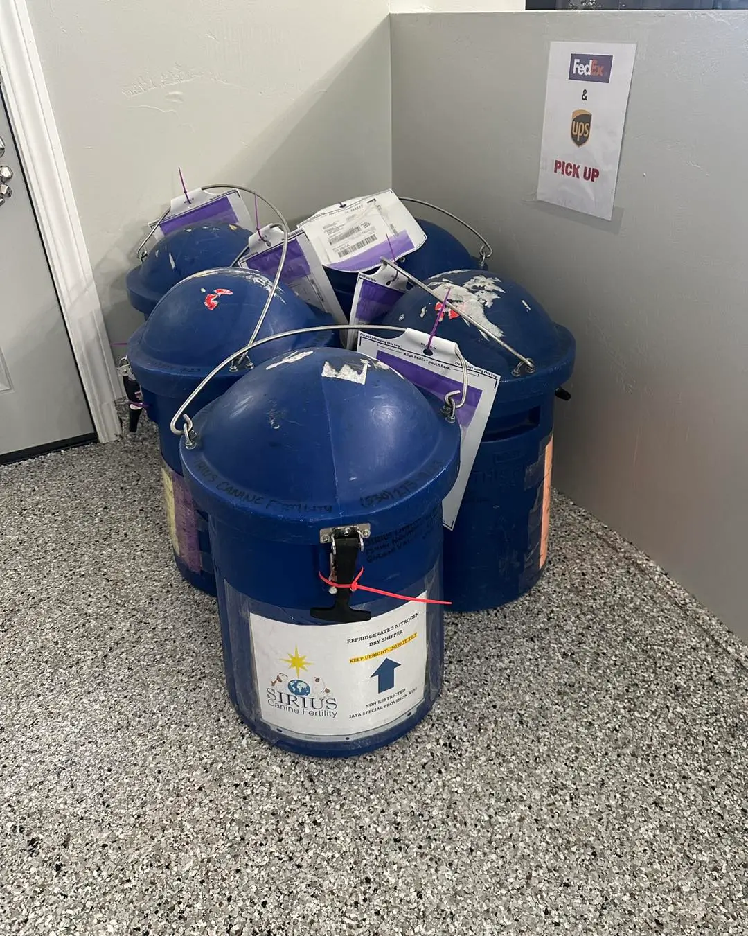 Export and Import Canine Semen Services at Sirius Canine Fertility
