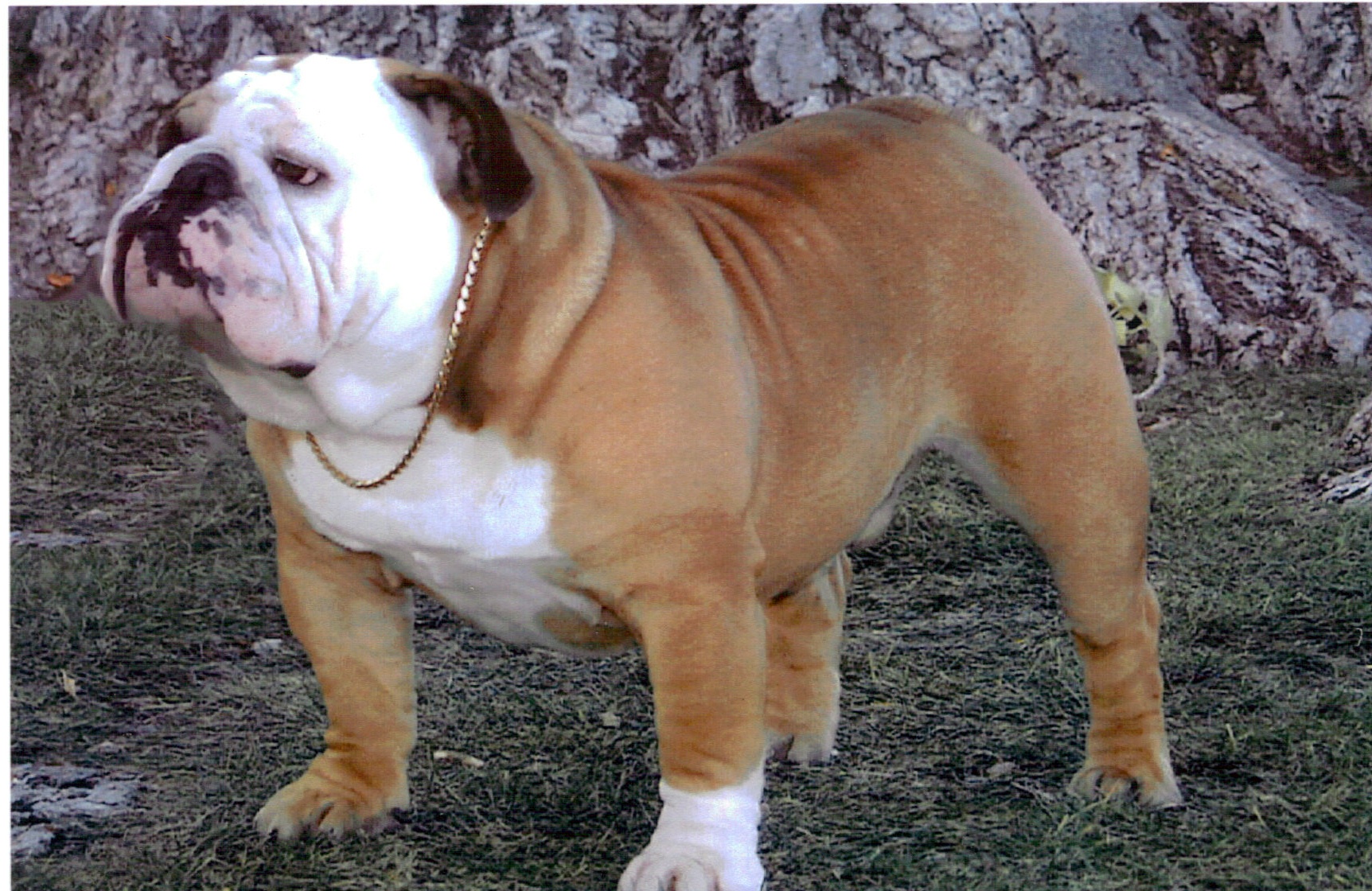 Stud dog digital registry