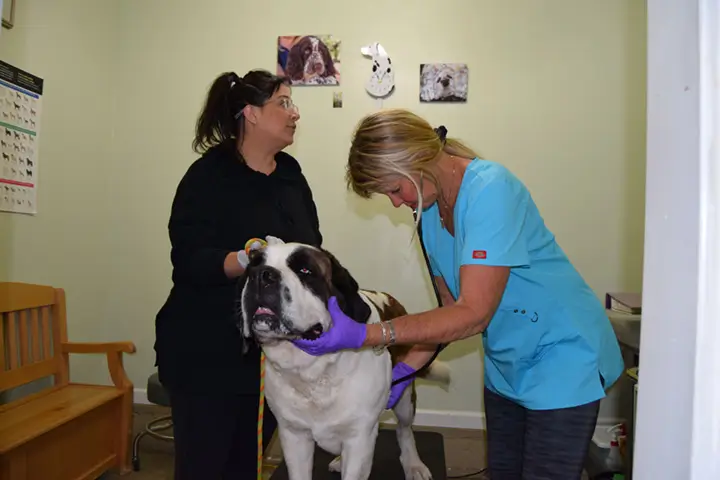 Veterinary surgical referral coordination