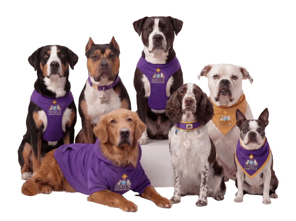 The 5 Elements in TCVM: What Type Is Your Dog?