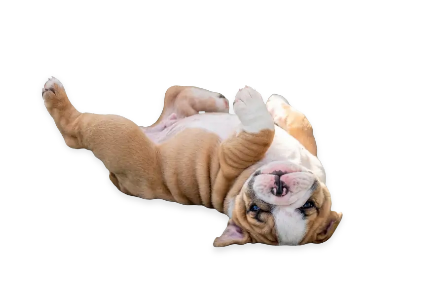 Jj puppy (900 x 598 px)